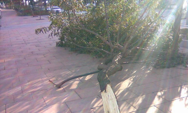 rbol arrancado en la avenida del mar de Gavà Mar por un fuerte temporal de viento (24 de Enero de 2009)